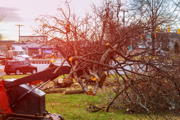 Leaf Removal in North Pembroke, MA